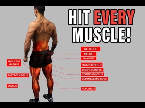 Lower Body Leg Workout Exercises and Routines For The Gym