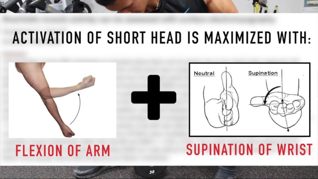 Healthy Street - 🔈 FUNCTION OF BICEPS, TRICEPS AND QUADRICEPS ➡️ BICEPS ▪️ Biceps Short Head and Long Head Function: Flexion of the elbow joint,  supination, abduction and internal rotation of the humerus.