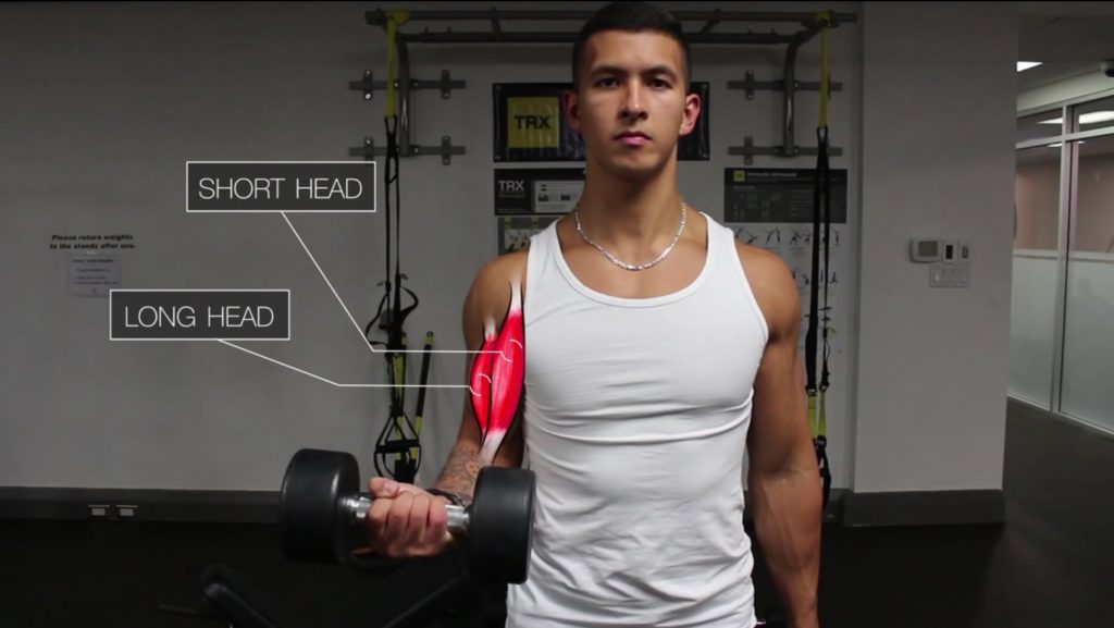 The biceps exercises