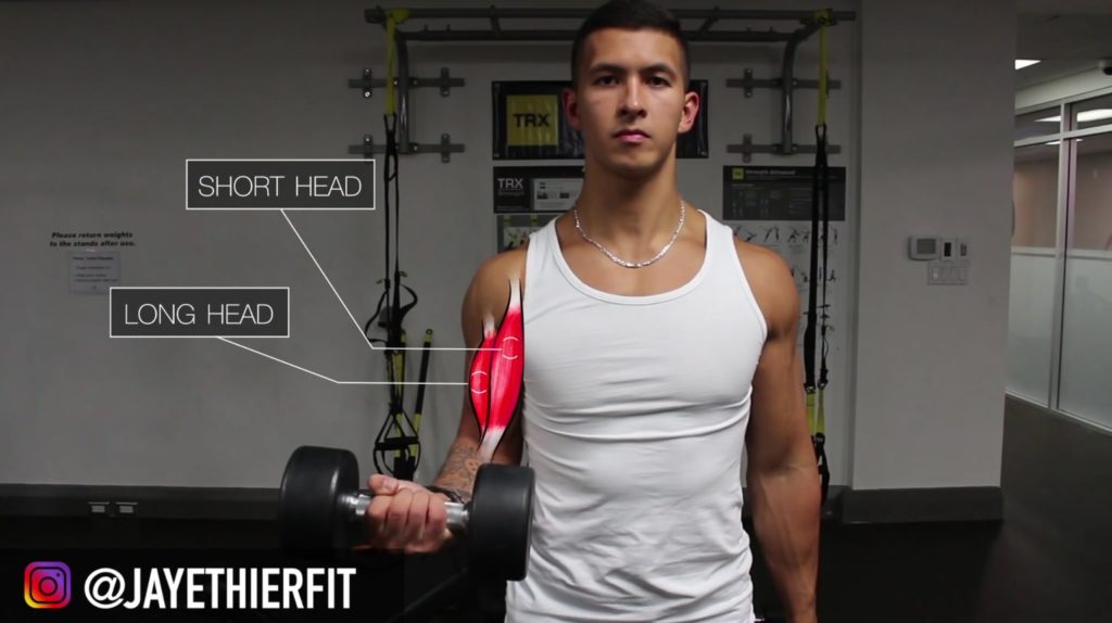 Enhance Bicep Peaks with These Brachialis Exercises (Requires