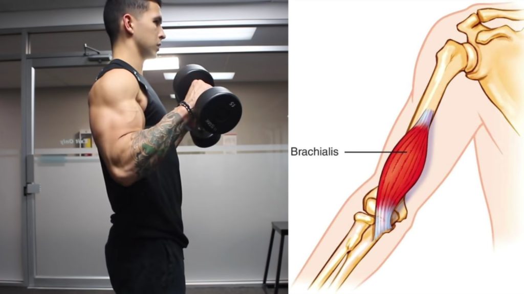 Brachialis exercise