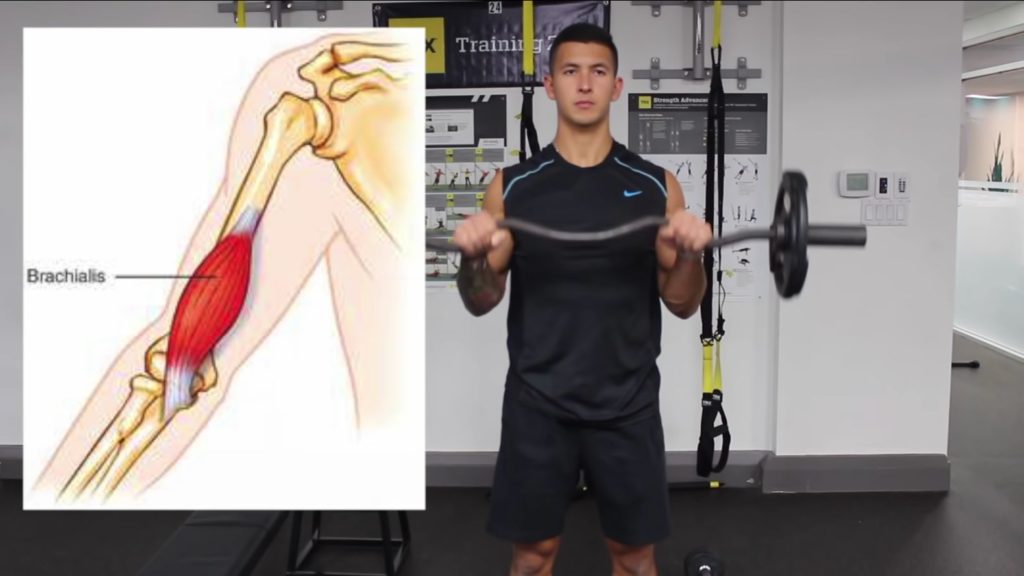 Reverse EZ bar curl for the brachialis and brachioradialis