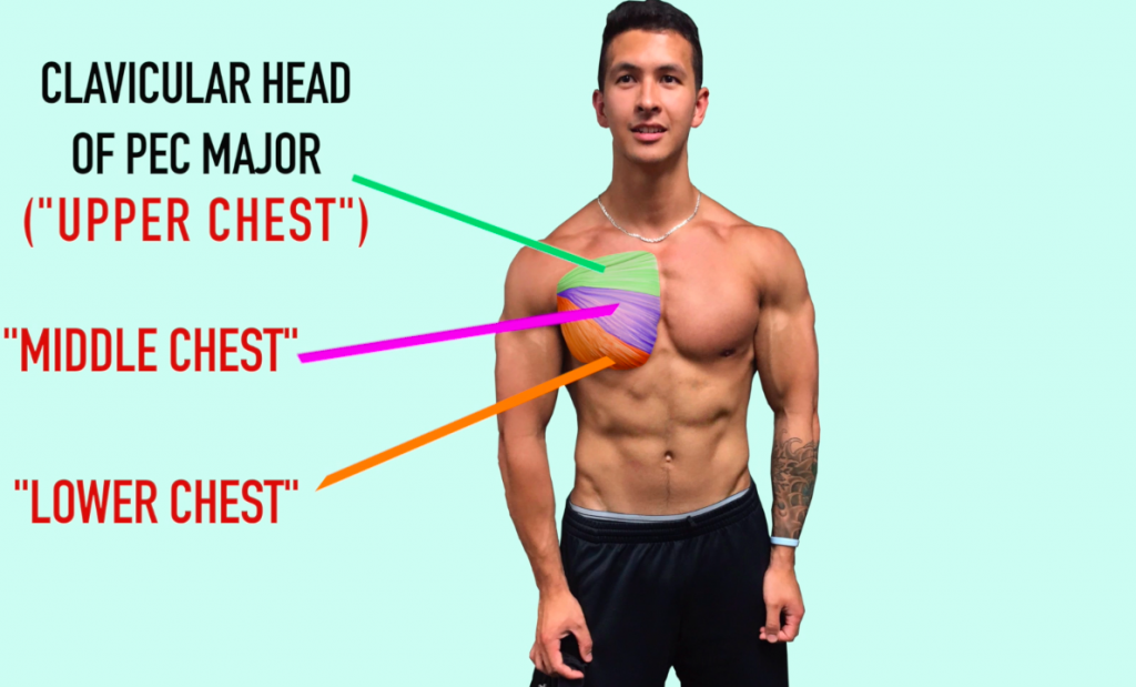 The Best ScienceBased Chest Workout for Growth (14 Studies)