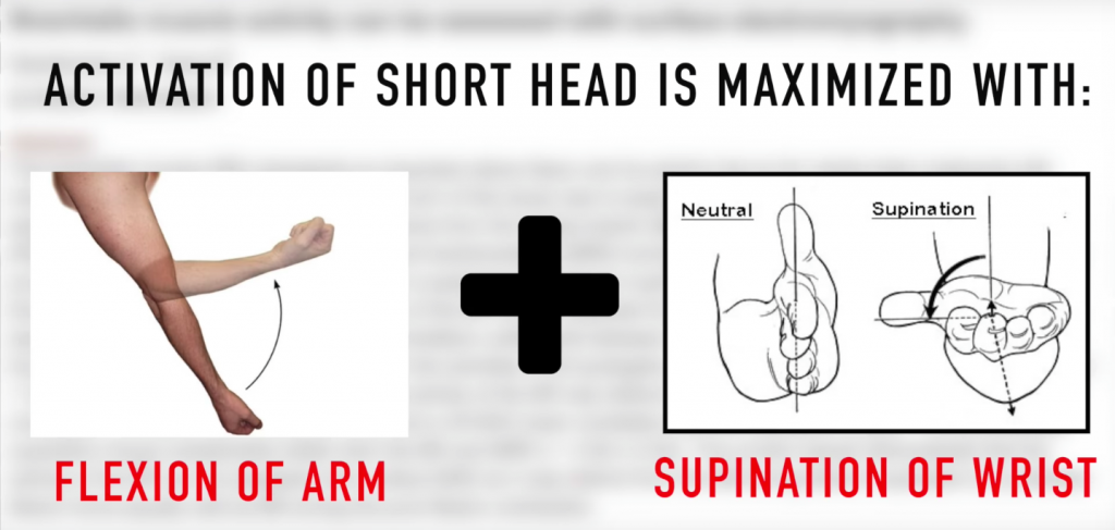 supination during bicep exercises