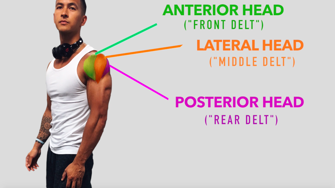肩のトレーニングの解剖学