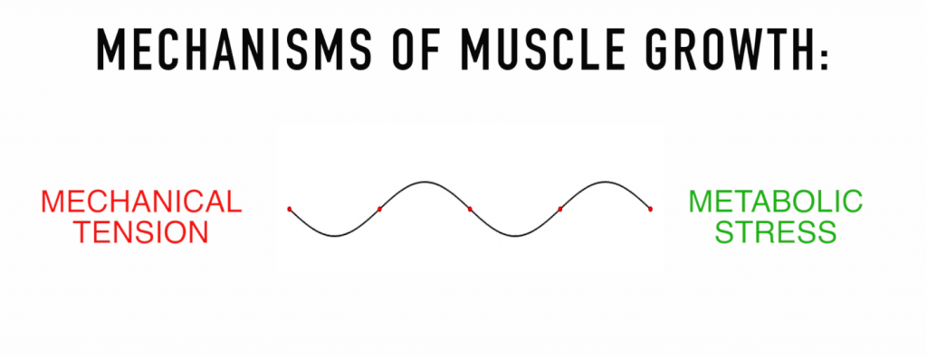 Light Weights vs Heavy Weights for Muscle Growth (6 studies)