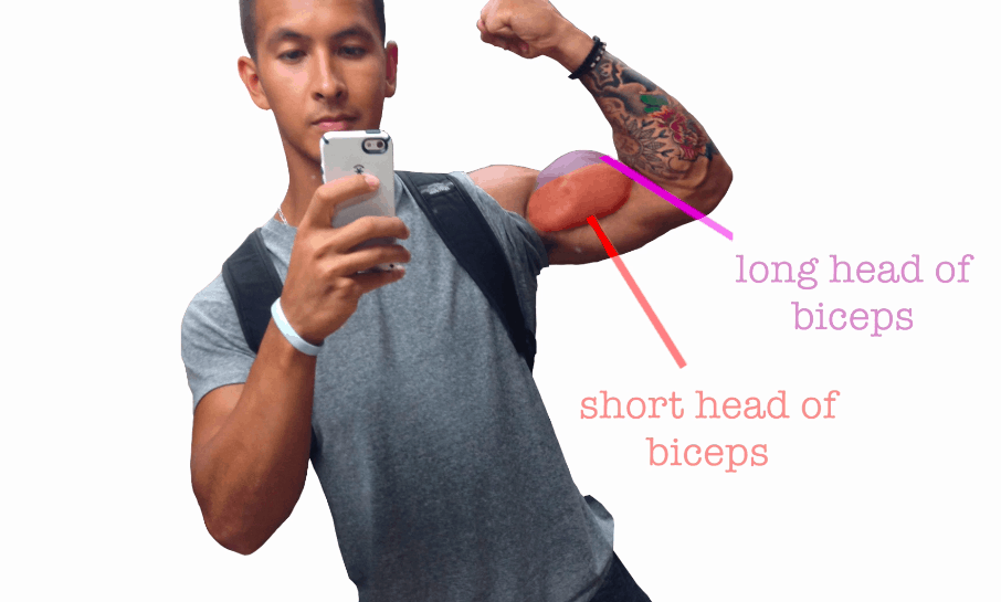 Large Head Bicep