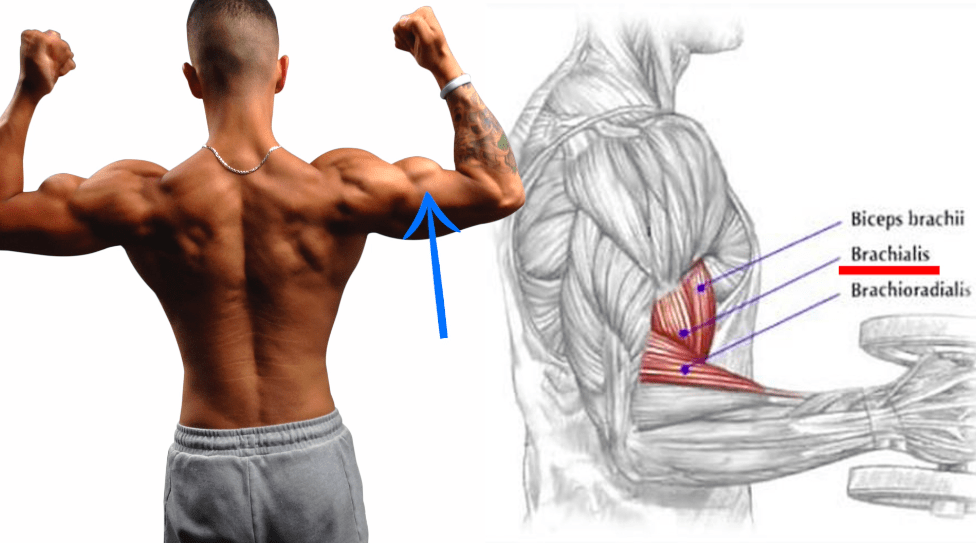 Bodybuilding Anatomy Exercise Chart