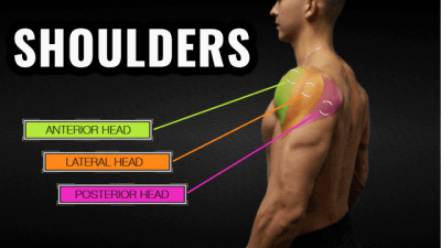 of 21s exercise benefits (4 Exercises For Bigger Delts Shoulder Routine Workout