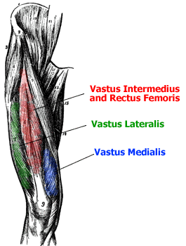 quadriceps anatomy for leg workout