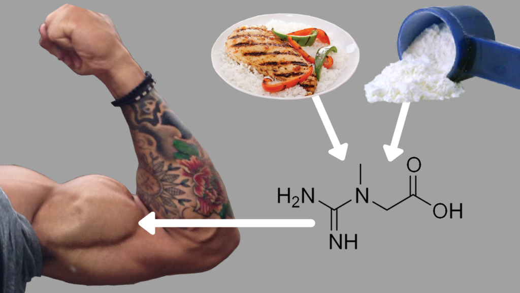 Does Creatine Increase Muscle Mass