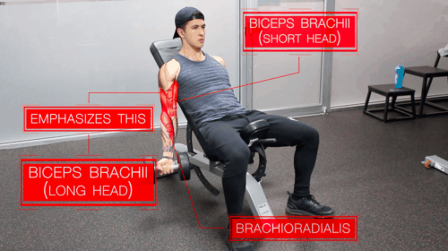 incline dumbbell curls