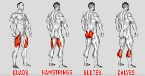 Quads hamstrings and calves sale