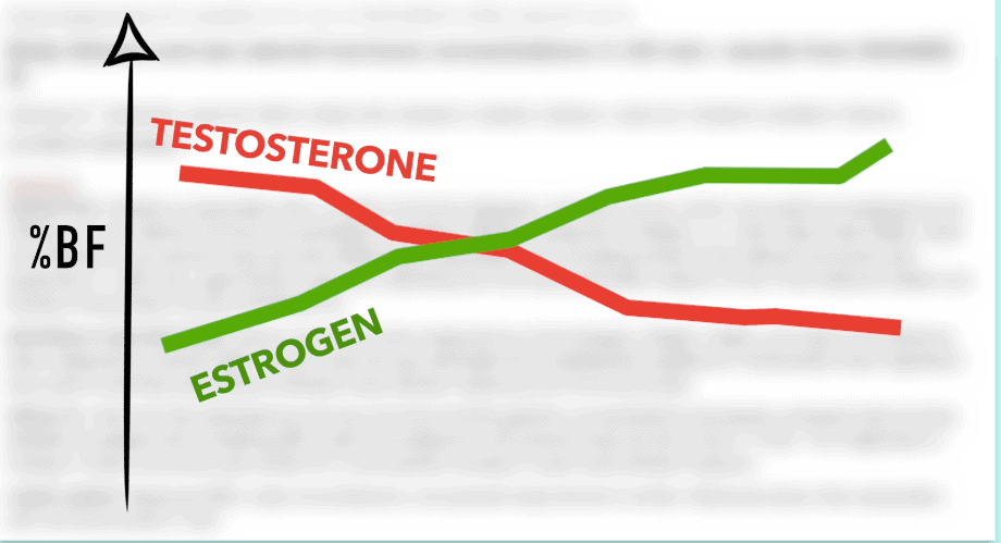 body fat levels and testosterone