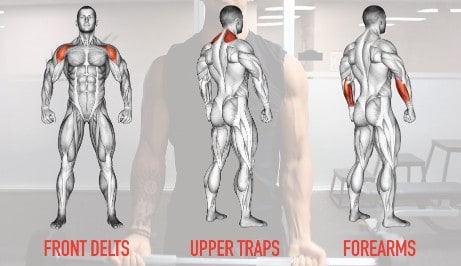 67% Faster Biceps Growth!