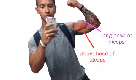 biceps growth short head and long head