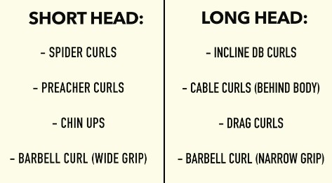 Biceps Exercise Chart For Men