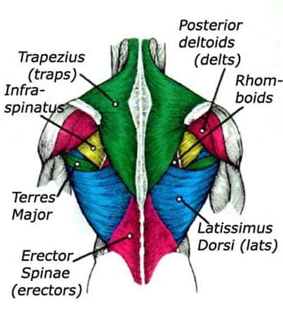 different parts of the back