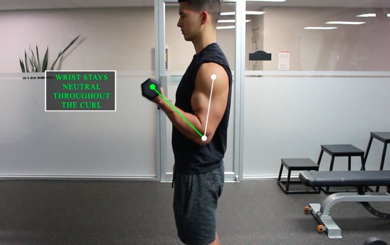 biceps curl fixe