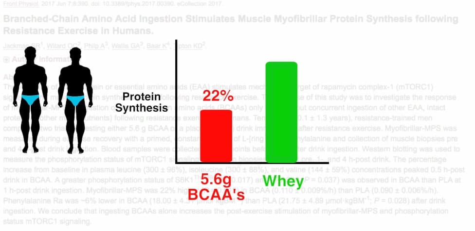 BCAA and muscle growth