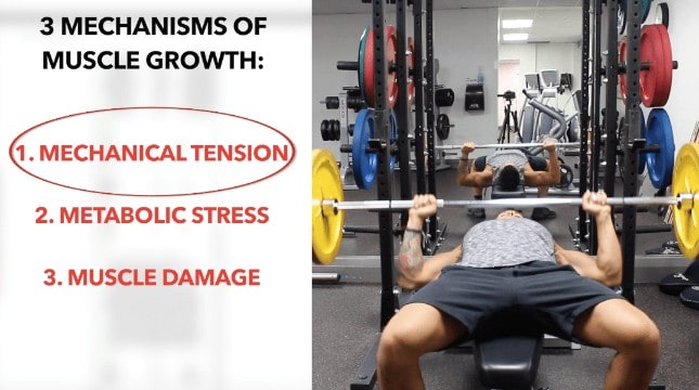 mechanisms of muscle growth