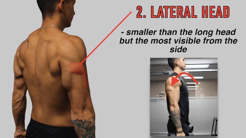 Developing The Back of Your Arm  Long Head Triceps Exercises