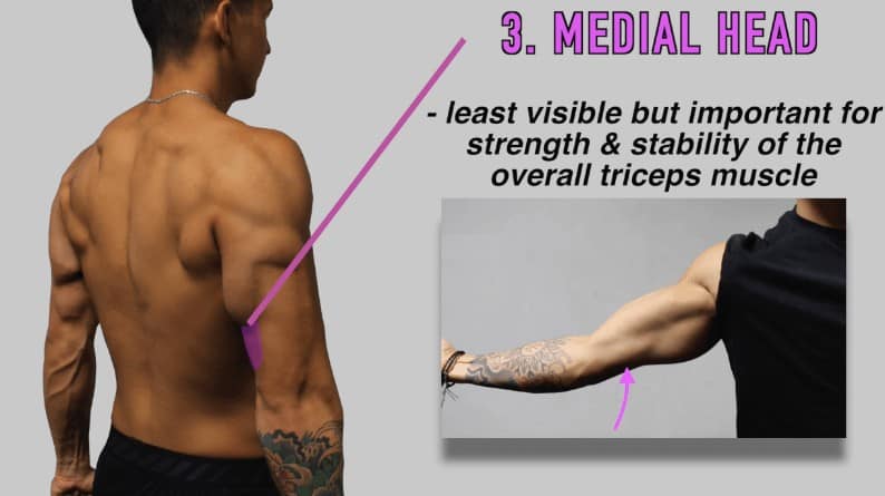 7 Lateral Head Triceps Exercises [At-Home Workout] - Welltech