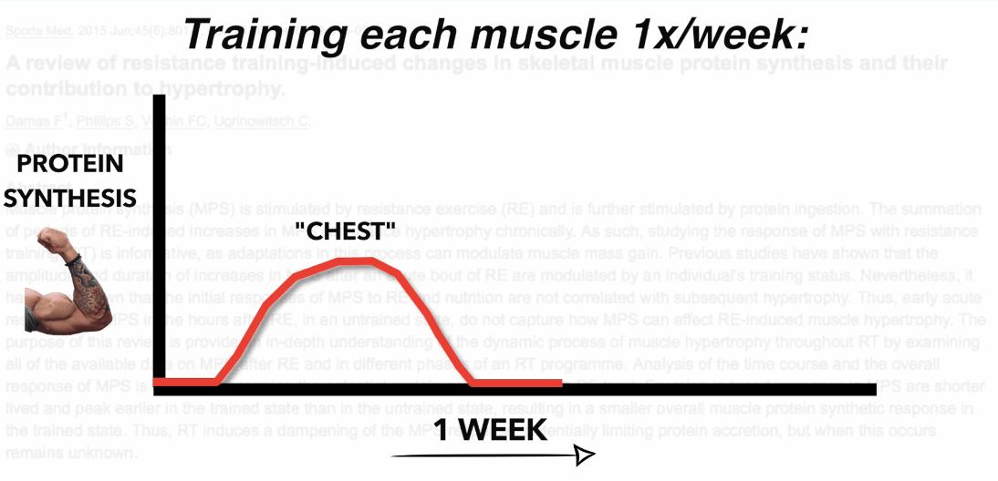 training each muscle once per week