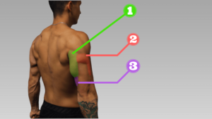 best tricep exercises