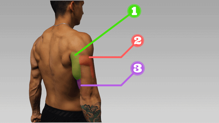 Triceps best sale anatomy workout