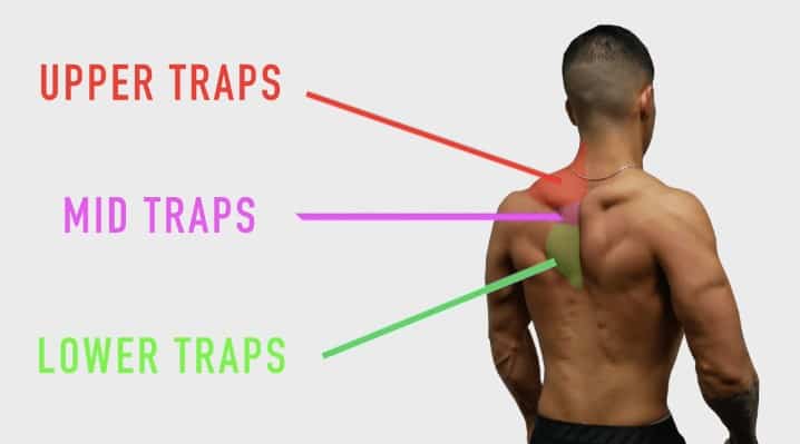 trapezius muscle anatomy