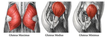 gluteus medius anatomy