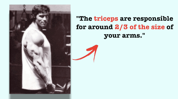 arnold triceps mass