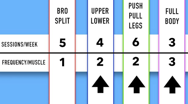 training split muscle frequency