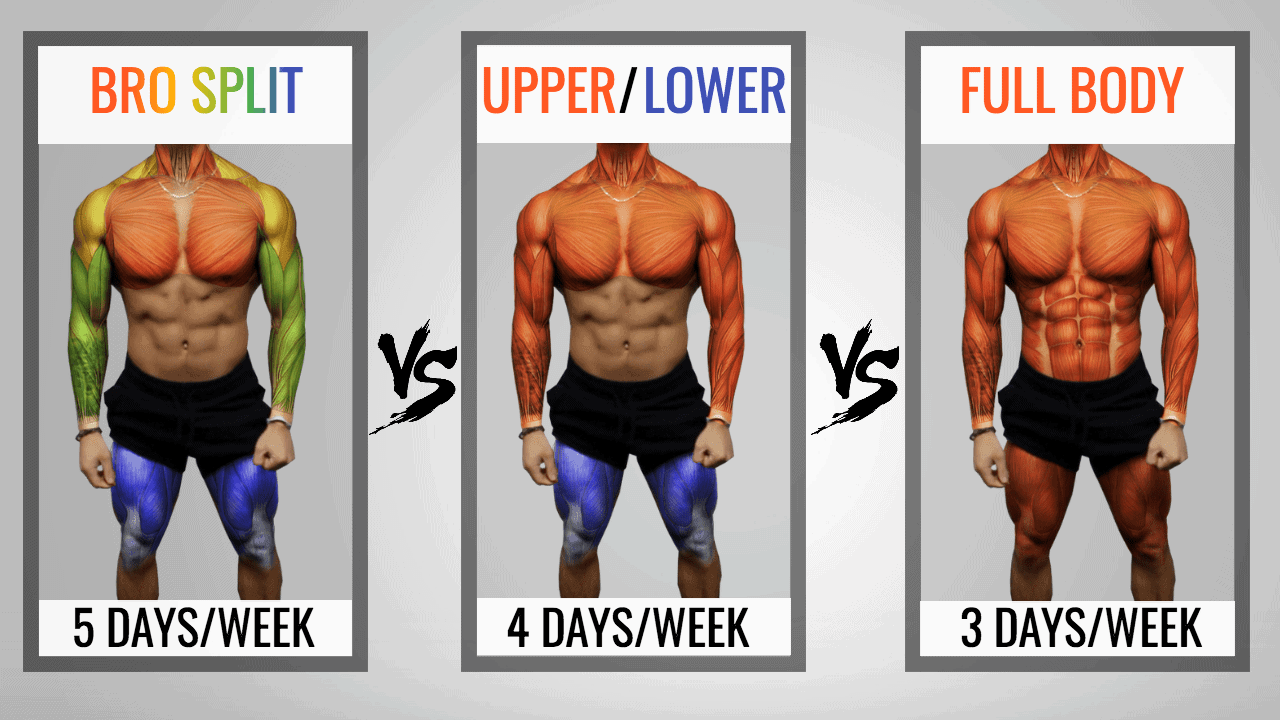 The Ultimate Muscle Building Split Reference Guide