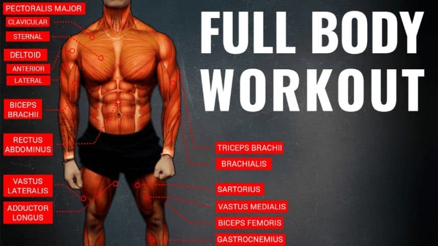 Bodybuilding Exercises Chart Free Download