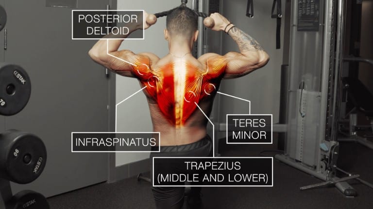 Full Body Muscular Diagram Pdf / Free 7 Sample Muscle Chart Templates In Pdf