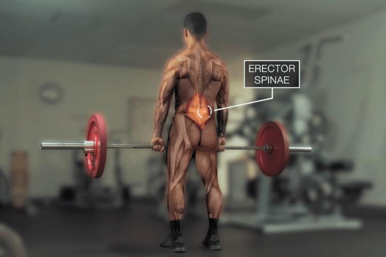 Deadlift work lower discount back