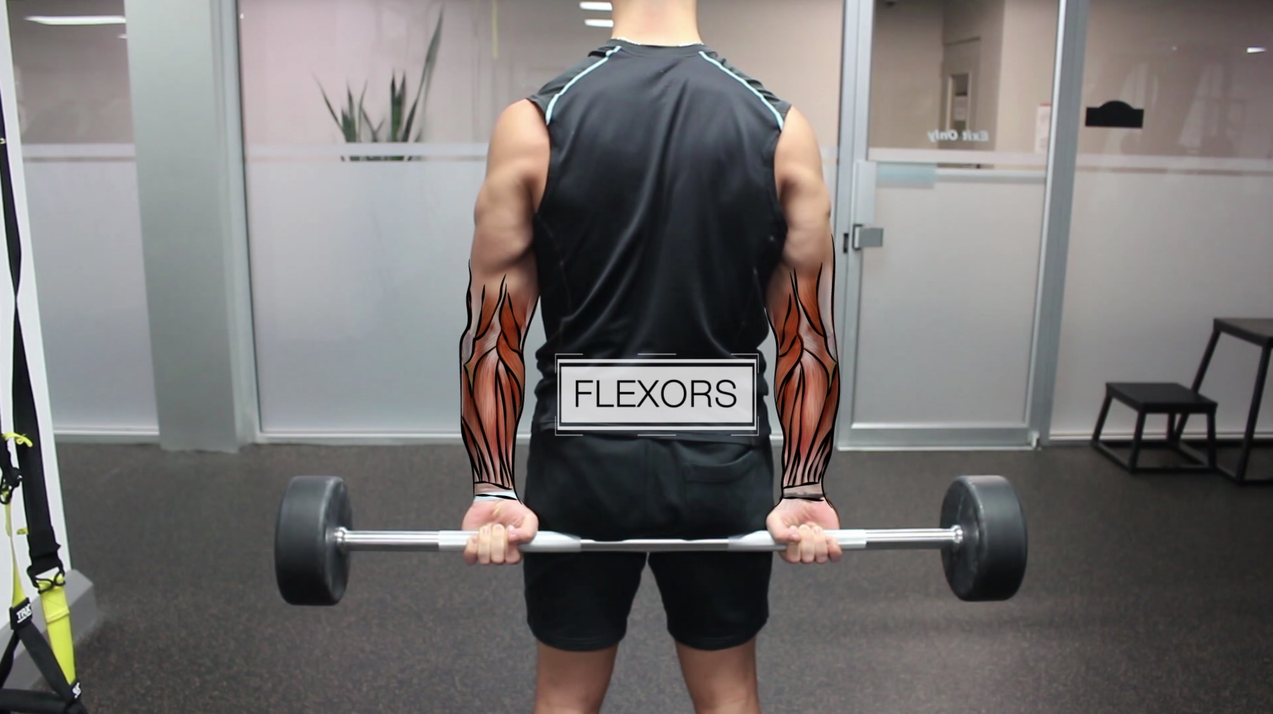 flexors