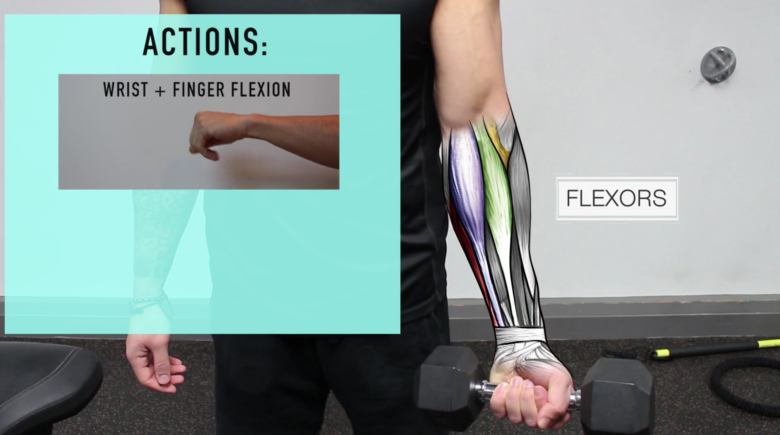 forearm extensor muscles