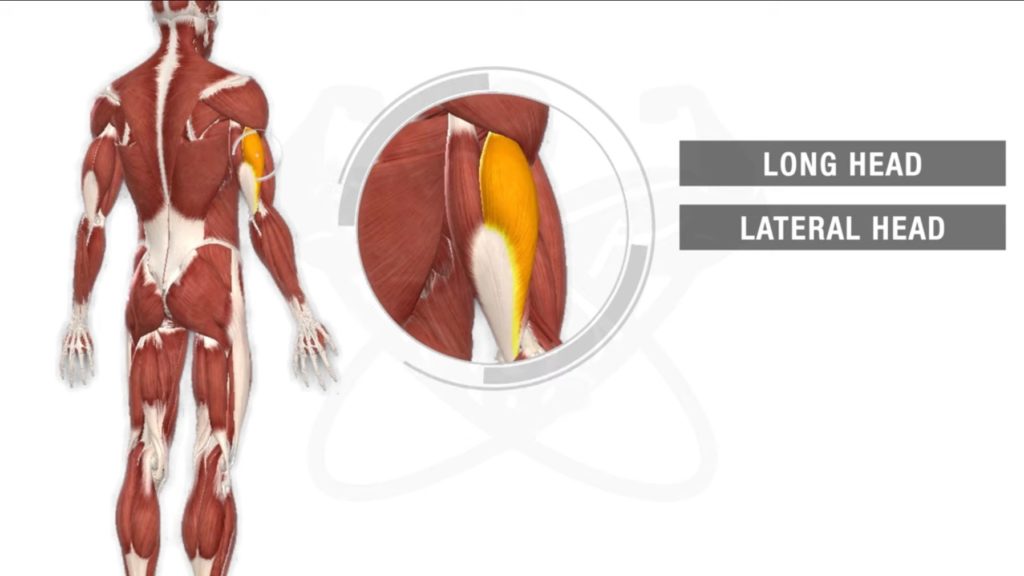 Tricep lateral head