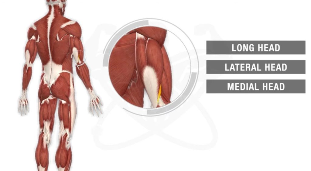 Tricep medial head