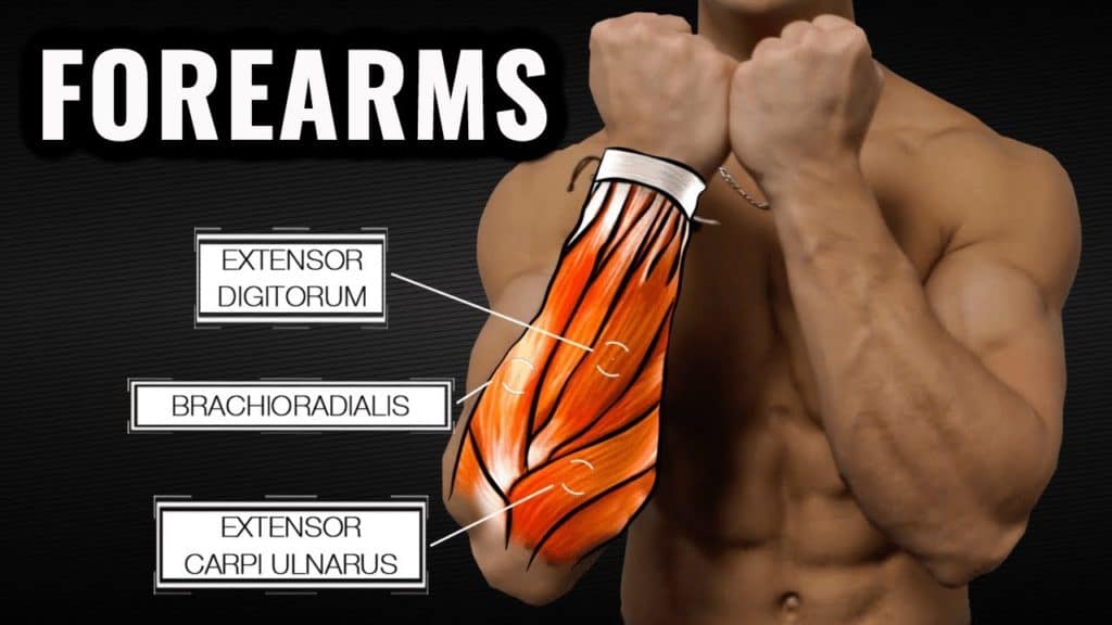 forearm-exercises