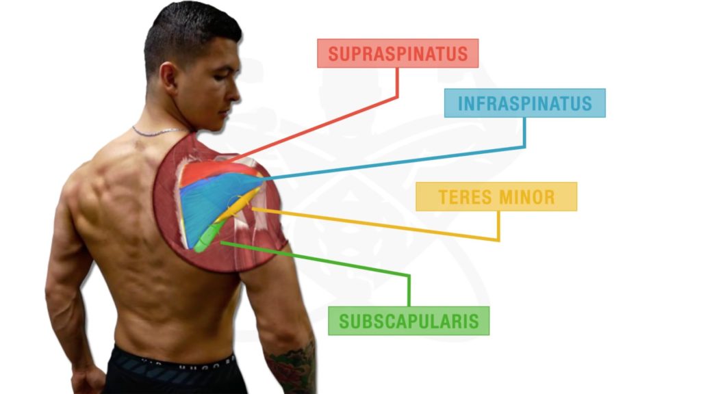 Rotator cuff muscle anatomy