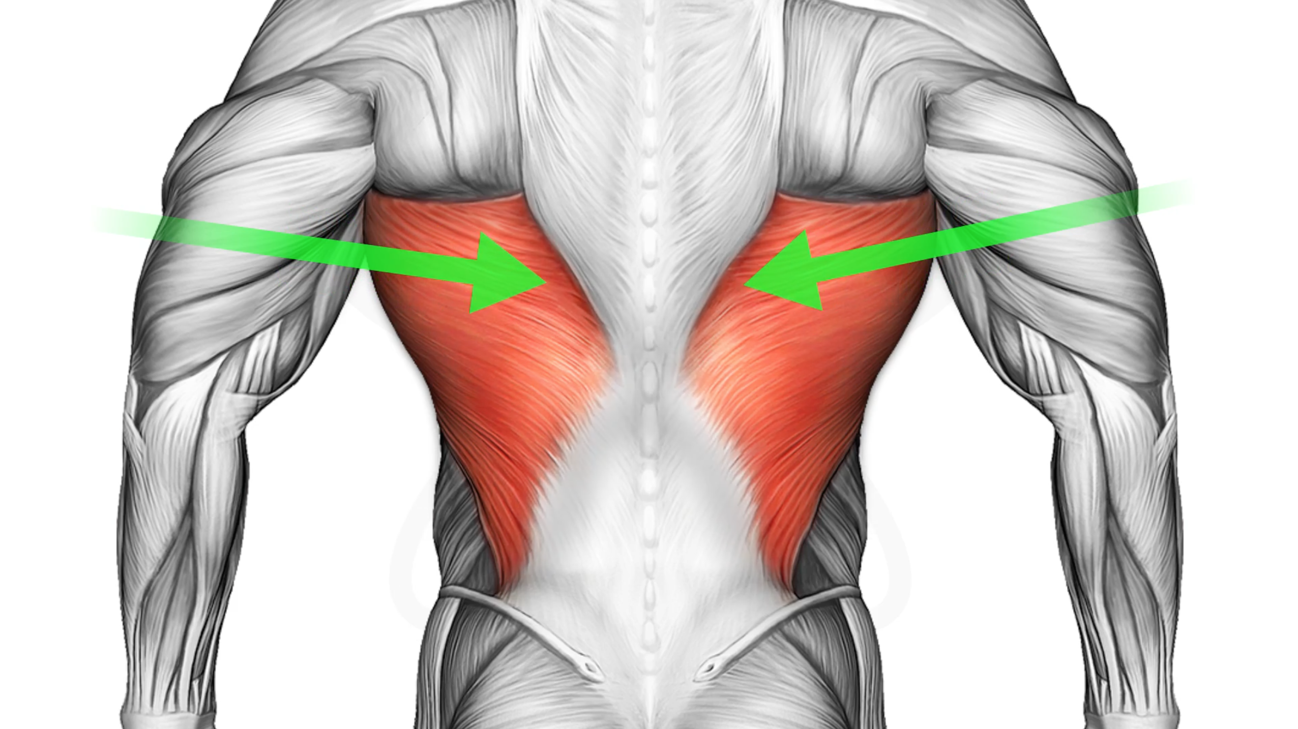 How to Develop A Colossal Wide Back