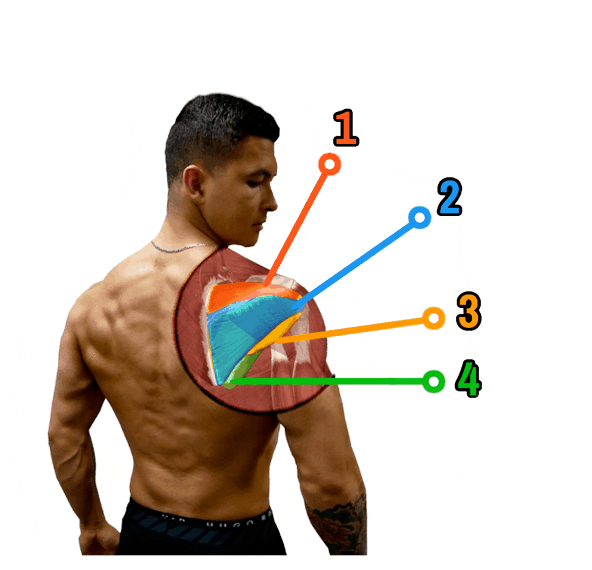 Rotator Cuff Routine - PDF