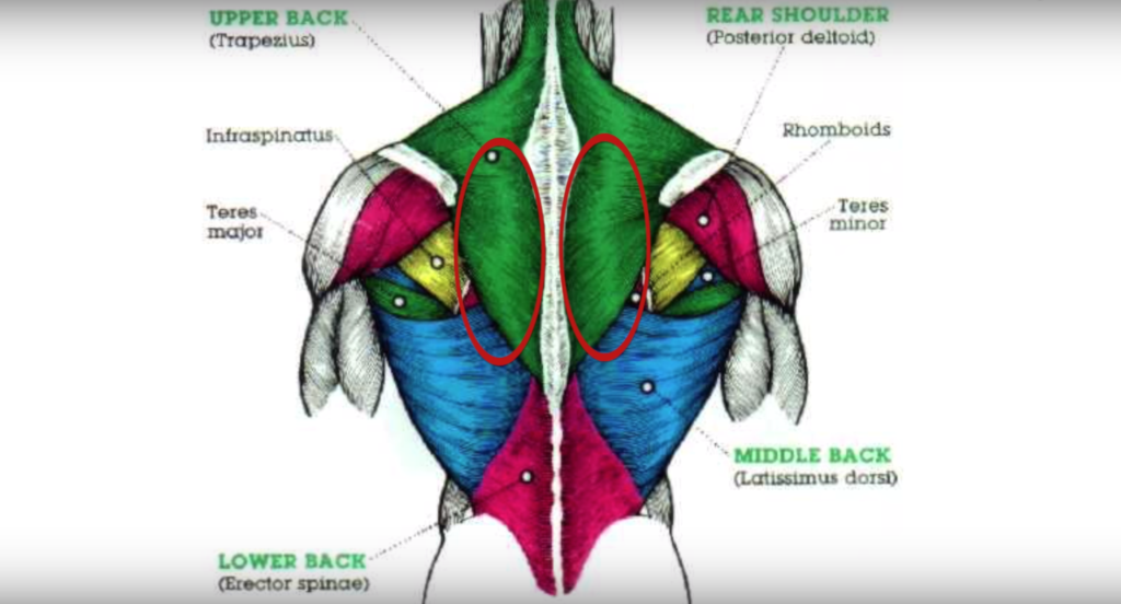 Back musculature