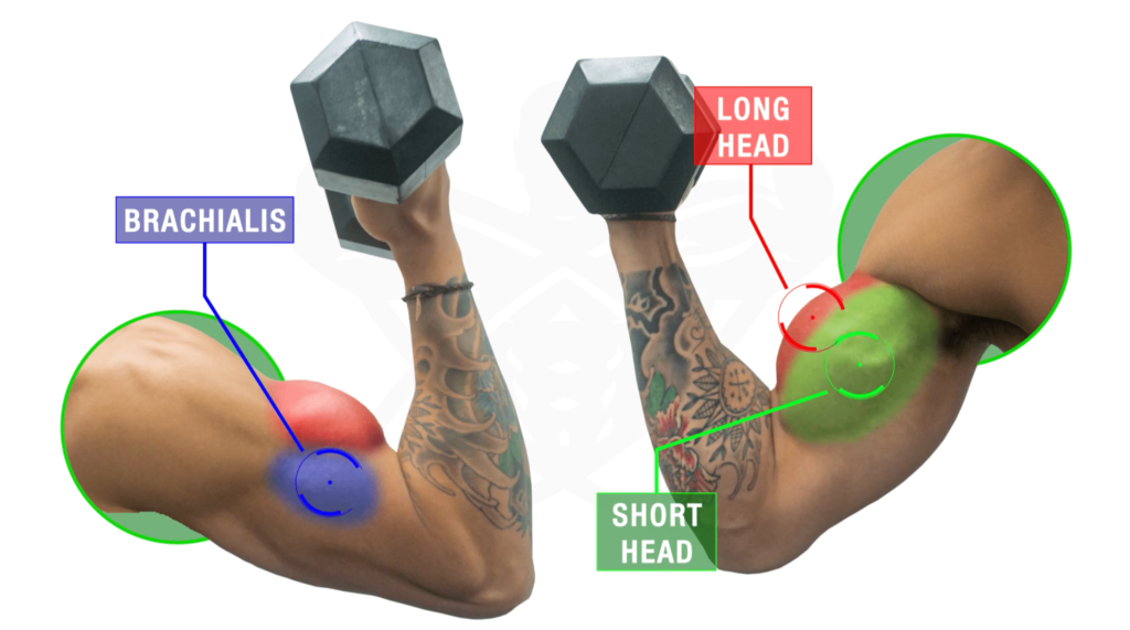Best Bicep Dumbbell Workout Routine Eoua Blog