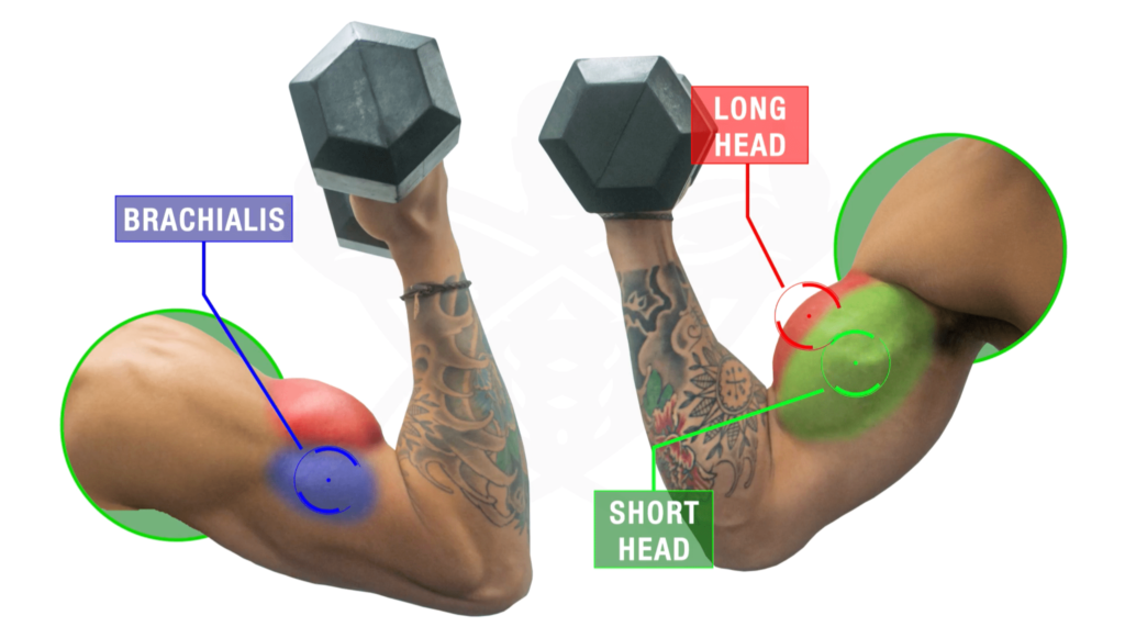 Biceps Workout Chart Hd