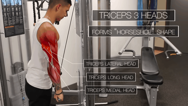 Best Tricept Workout